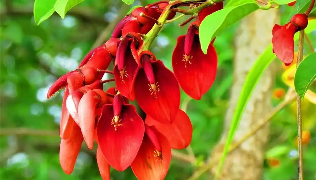 Ambiente lanzó el primer Catálogo de Especies Nativas Bonaerense: Hay más de 70 en toda la Provincia