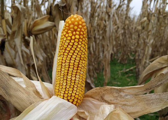 La nutrición del maíz en un año diferente