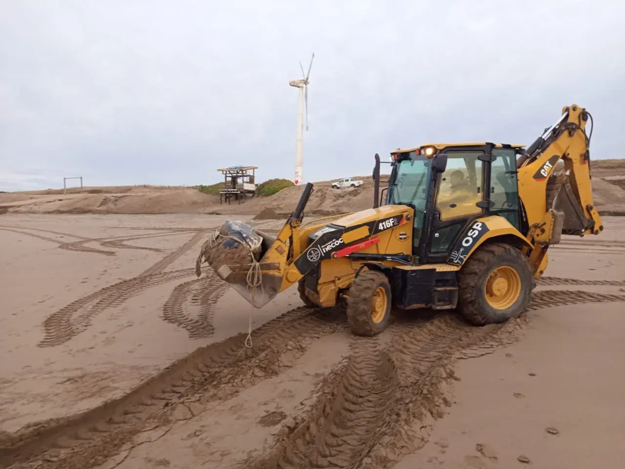 Enterraron una tortuga laúd gigante en la playa para preservar su esqueleto y sumarlo al museo