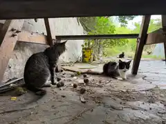 Caso de la mujer de los 40 gatos: el Municipio castrará a los animales el próximo martes 18