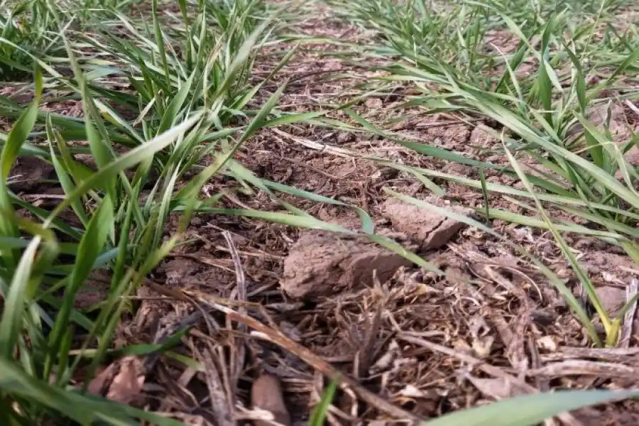 Lote con trigo, en etapa de desarrollo vegetativo, en el centro del departamento Castellanos.