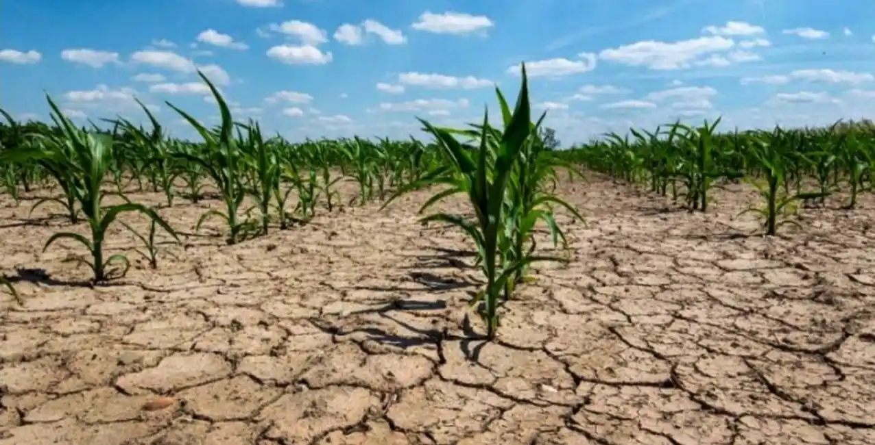 Declaran la emergencia agropecuaria en Buenos Aires y Formosa