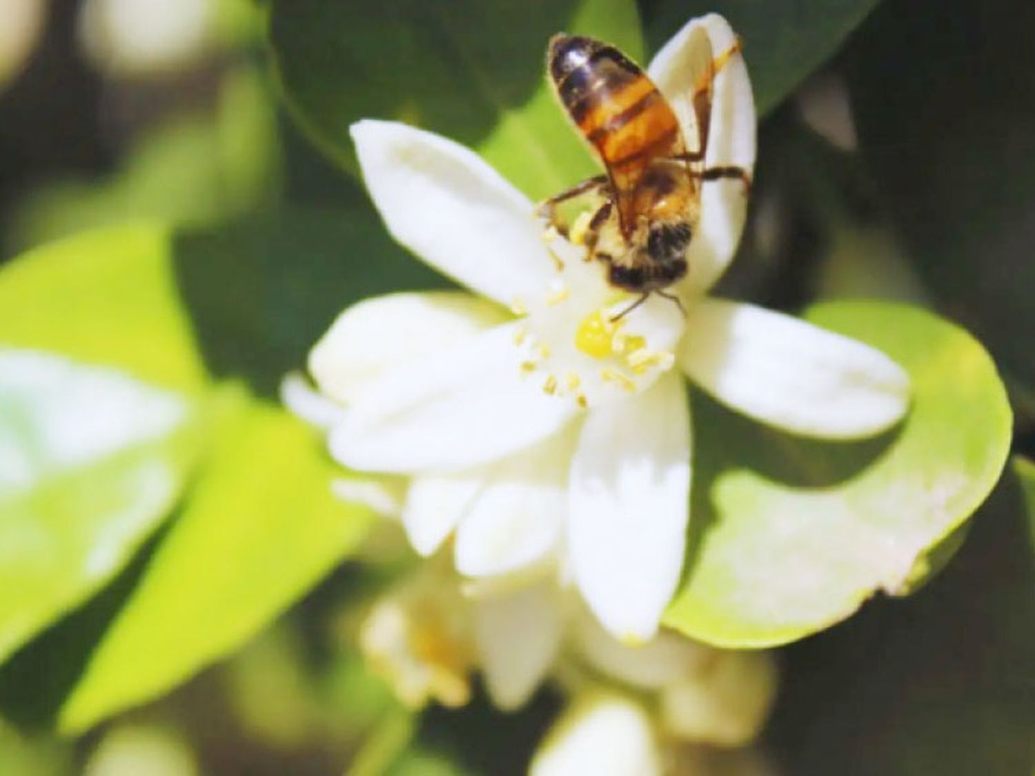 Miden y afirman que casi el 60 % del rinde de los cítricos depende de la polinización de las abejas melíferas