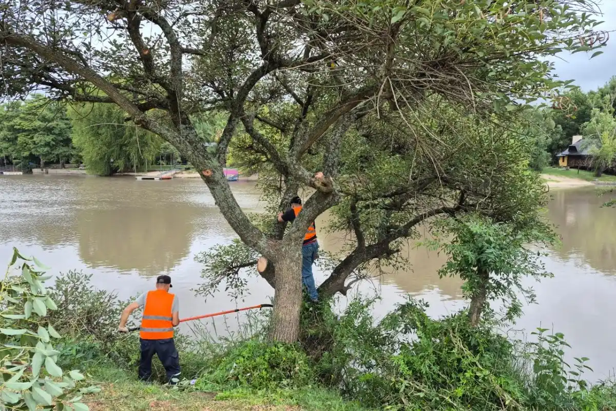 Continúa la limpieza integral del Camino de la Costa con los árboles linderos al río Gualeguaychú