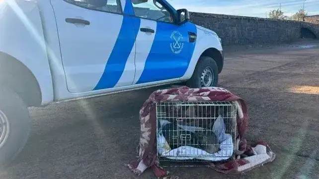 Rescataron al lobo marino que había aparecido en el río Uruguay a la altura de Concordia