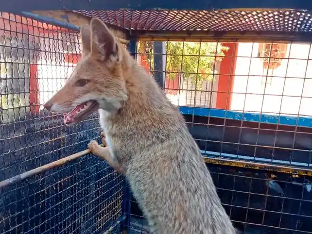 Rescataron una zorra gris que fue vista en una casa de San Lorenzo.