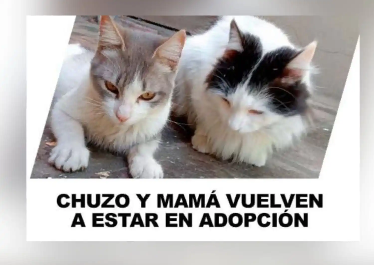 Buscan adopción responsable para estos gatitos