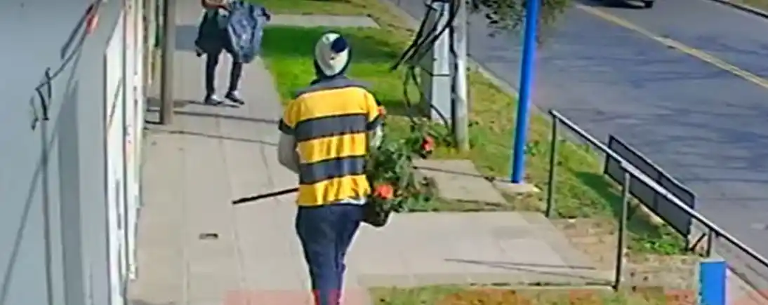 Plantó una azalea para alegrar a su esposa que sufrió ACV, pero se la robaron en pleno día