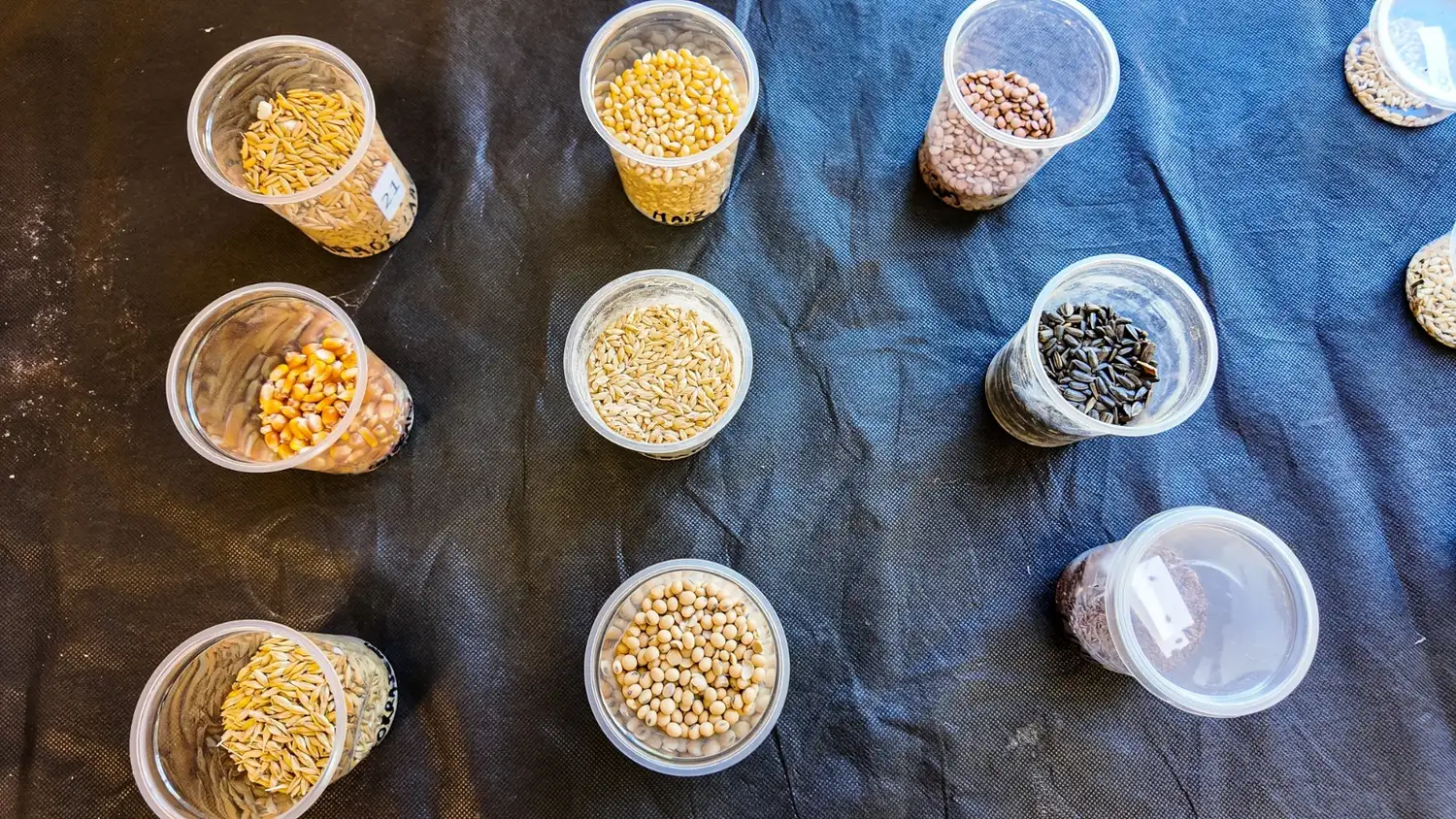 Muestra de cereales