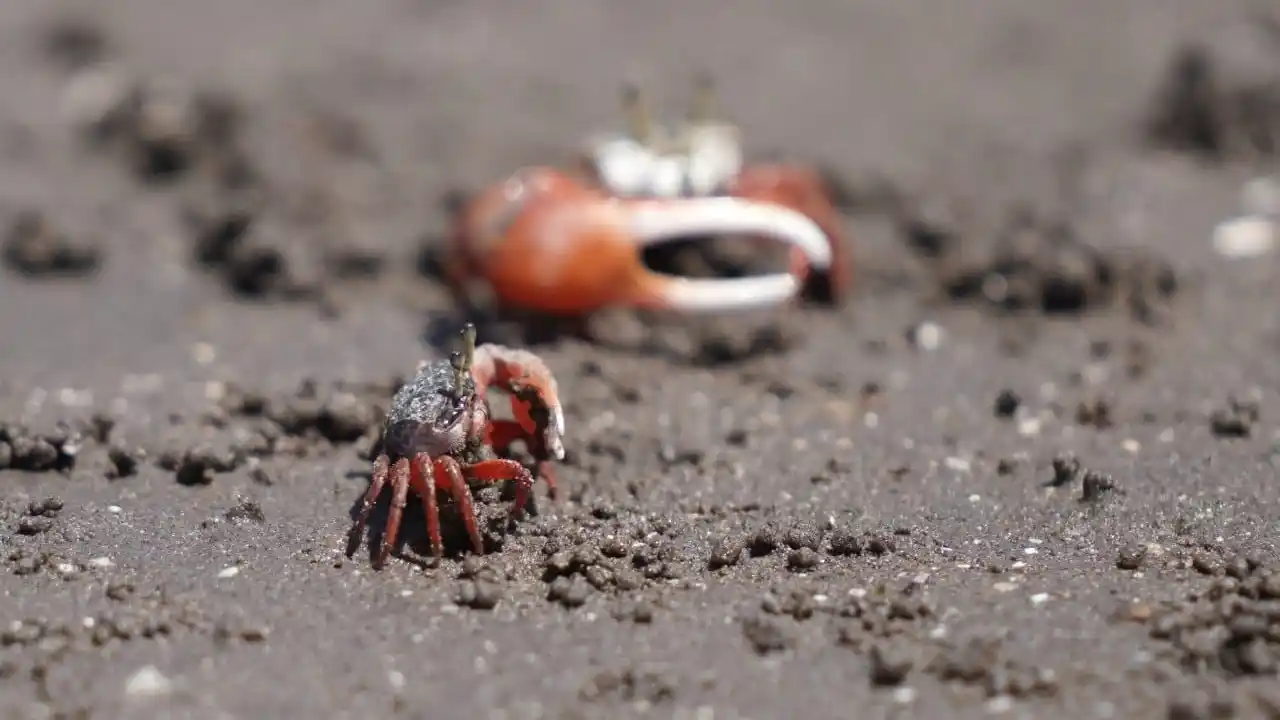 Cangrejos Violinistas