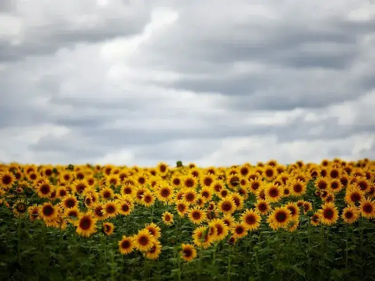 girasol
