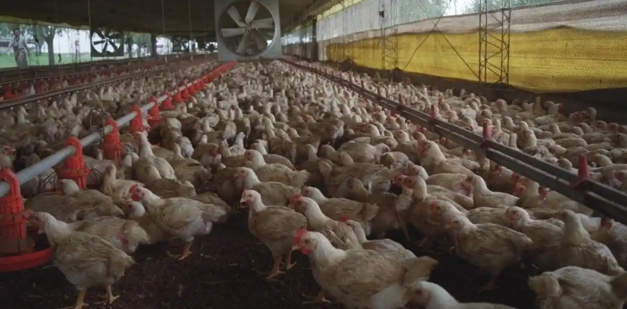 FARER destacó el acuerdo con China por la venta de pollos y nueces