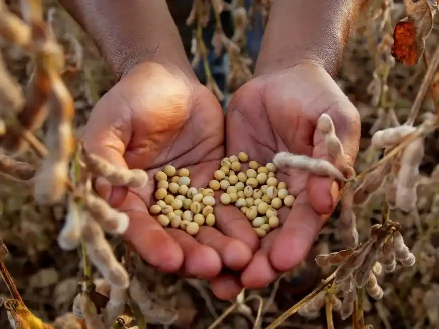 El campo espera una campaña de recuperación y prevé más de US$ 34.000 millones en divisas.