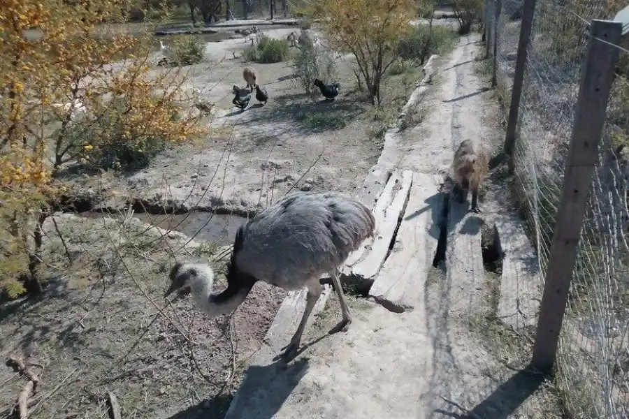 Secuestraron animales silvestres en la región: había un puma, un aguará guazú, entre otros