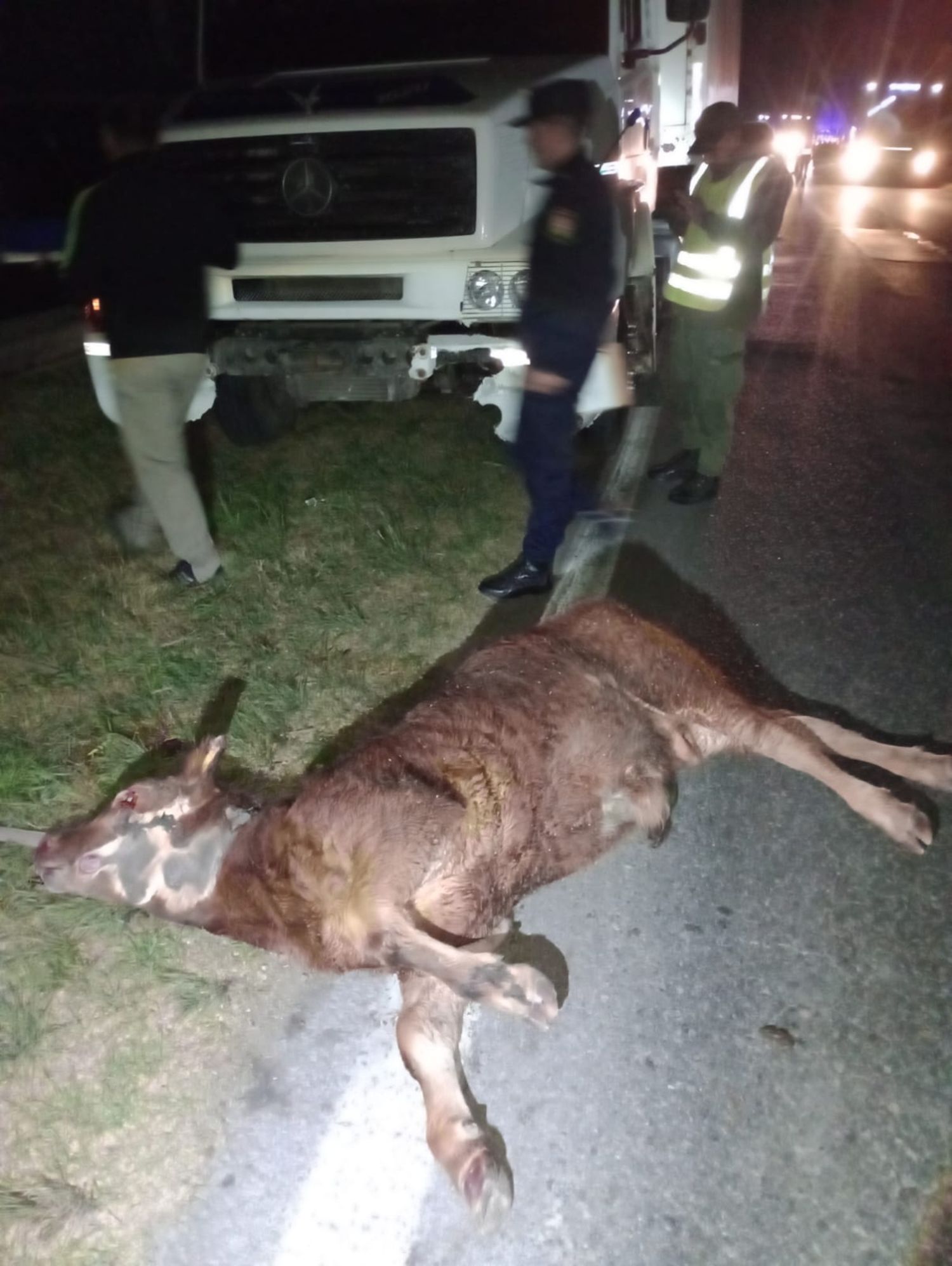 Otro siniestro vial provocado en Ruta 12 por un animal suelto