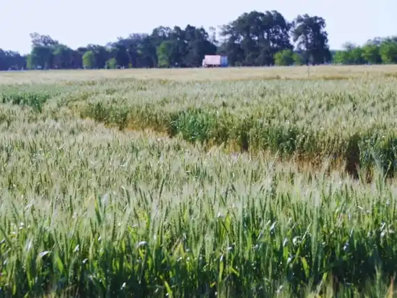 Campaña ideal para evaluar la genética del trigo argentino