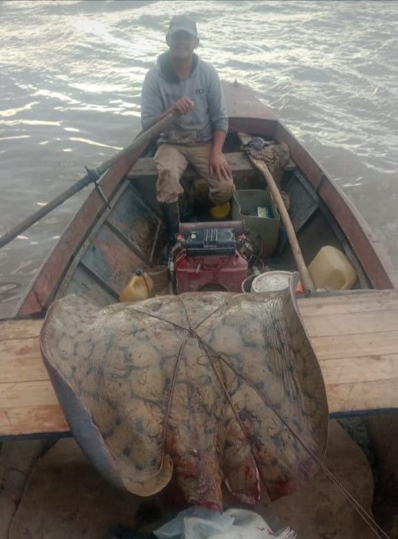Pescaron una raya de 84 kilos en el río Paraná