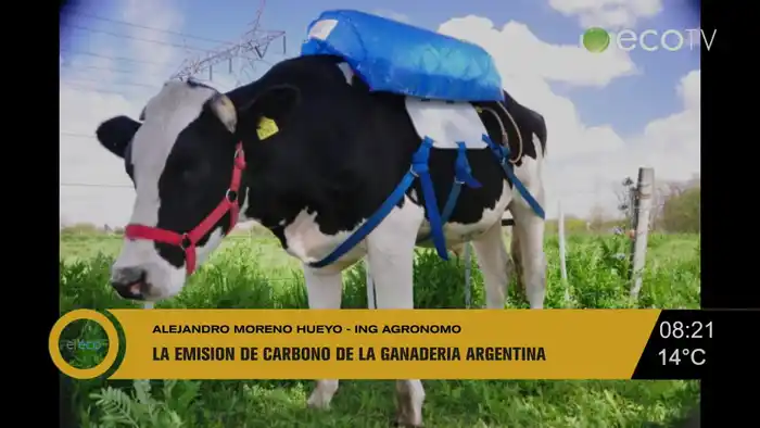 Polémica por el metano: agrónomo sostiene que la ganadería tiene “balance positivo” ambiental