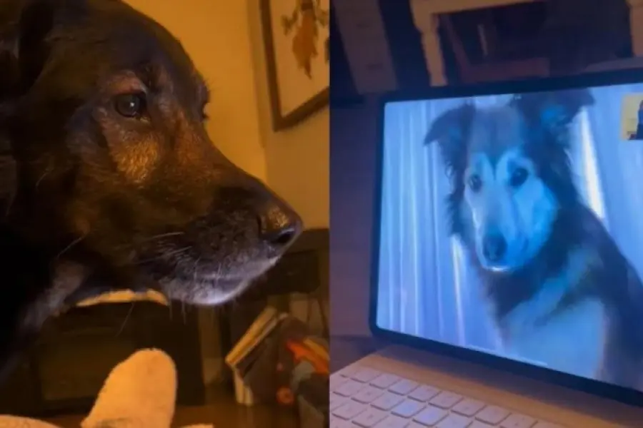 Videollamada canina: la reacción de dos perros que se vieron a través de la pantalla