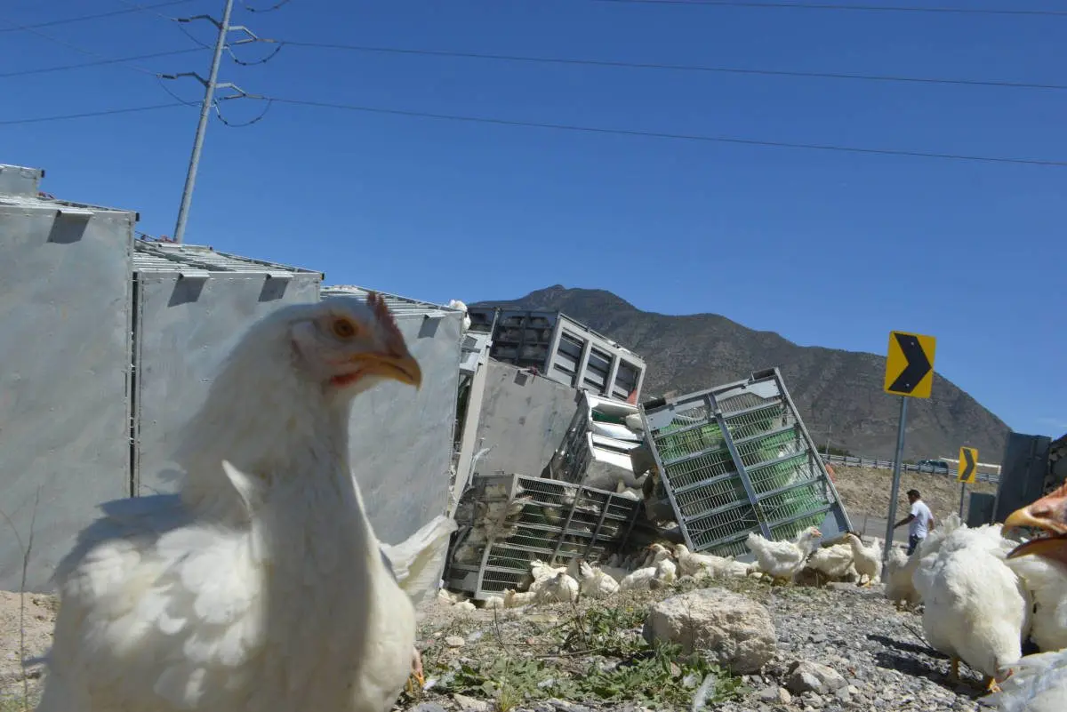 Piratas roban gallinas de un camión en la costa colombiana