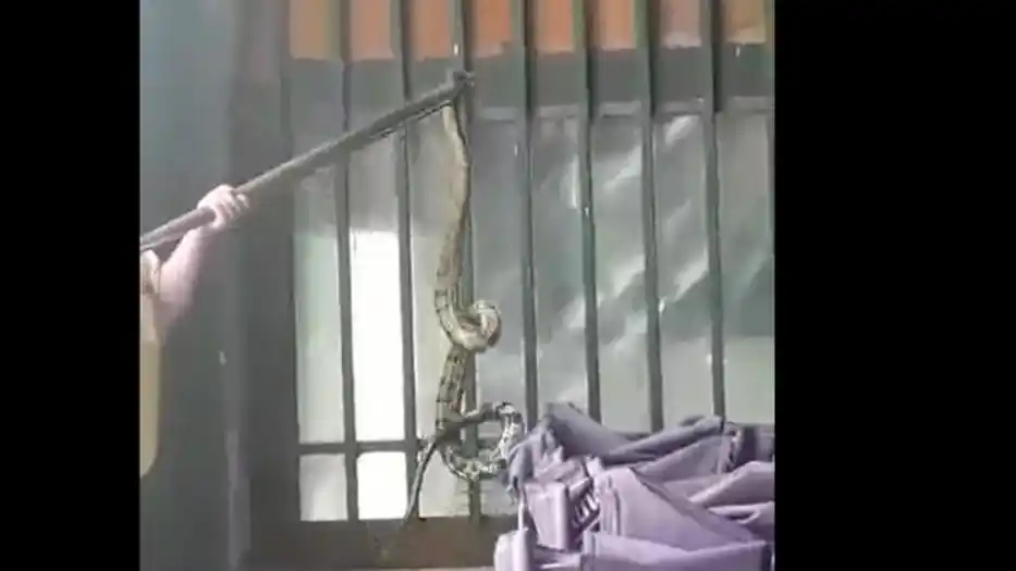 Un susto de más de dos metros