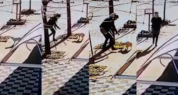 Cámaras de seguridad registraron como una pareja robó un caniche y familiares lo devolvieron a la víctima