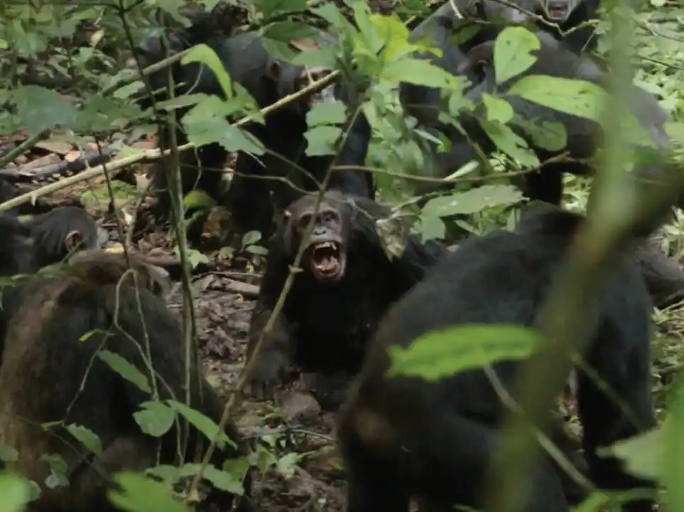 El mayor grupo de chimpancés en Uganda entra en “guerra civil”