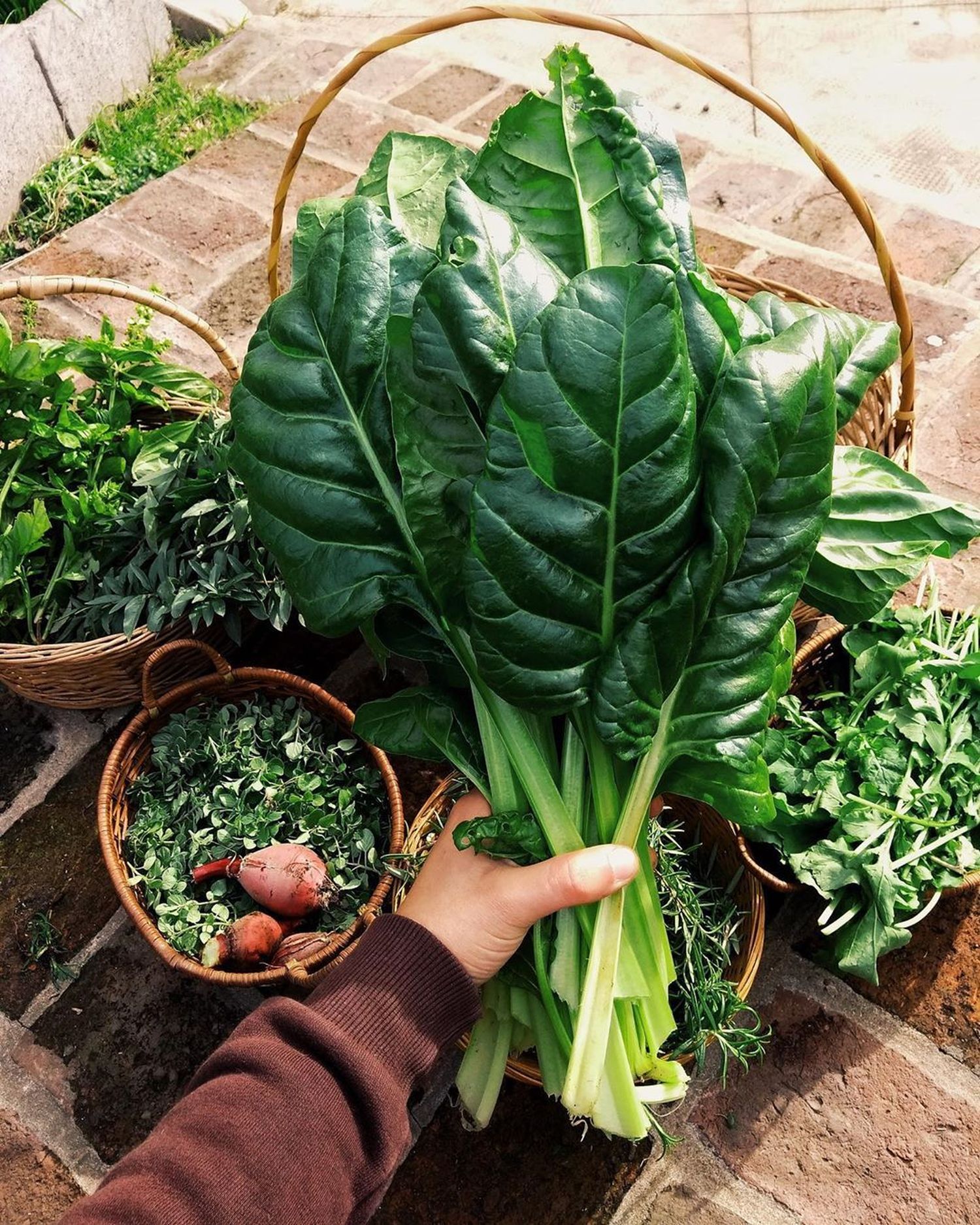 La huerta en casa: cultivar la paciencia, observar los ritmos de las plantas y luego cosechar lo sembrado