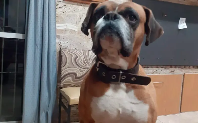 Roco está en su casa