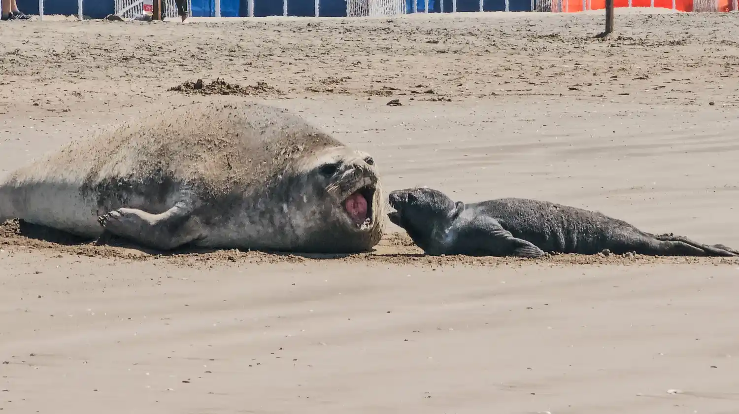 Aseguraron que la especie pasa mucho tiempo afuera del agua, por lo que las condiciones son "normales".