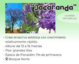jacarandá