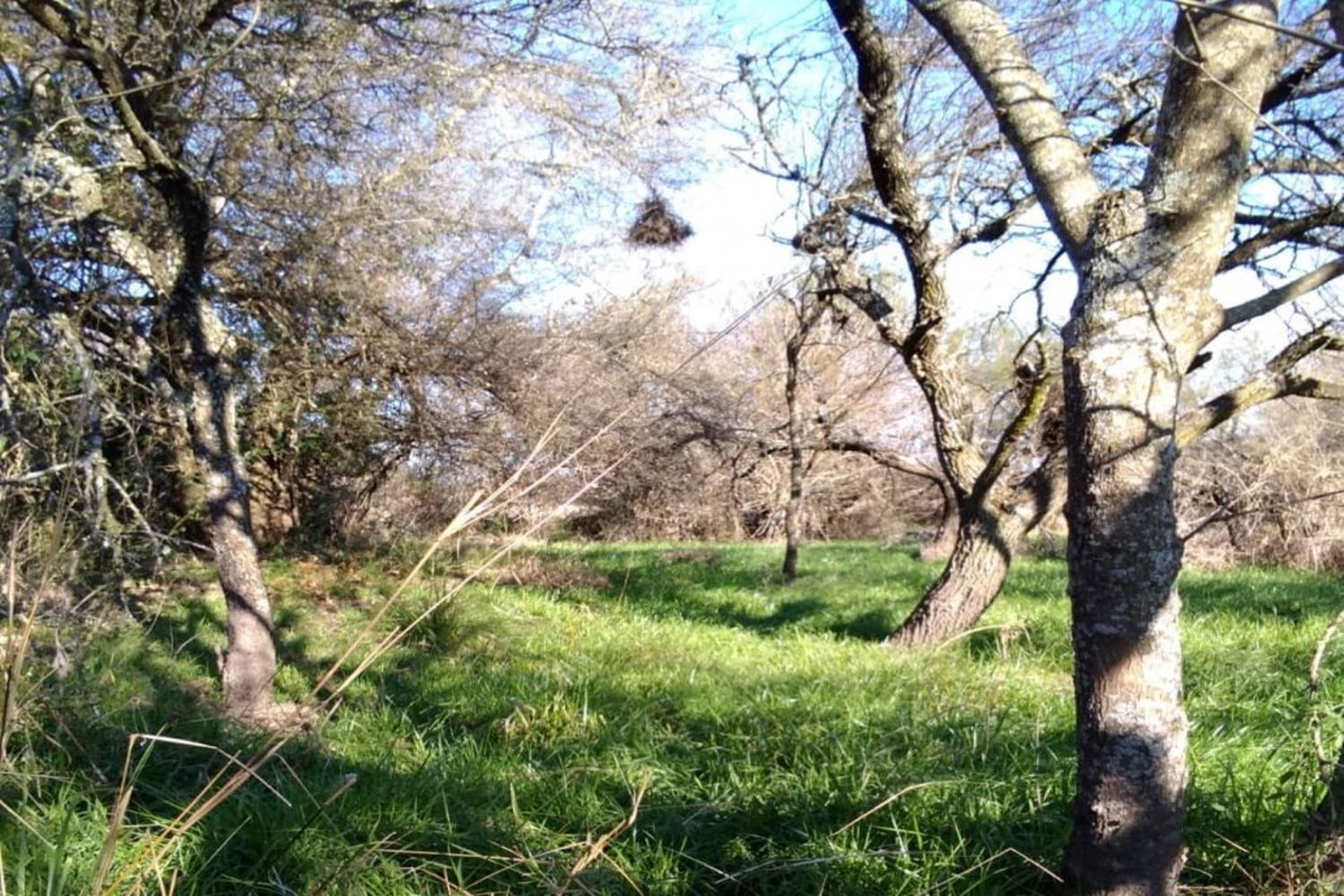 La necesidad del pasaje hacia una economía más verde