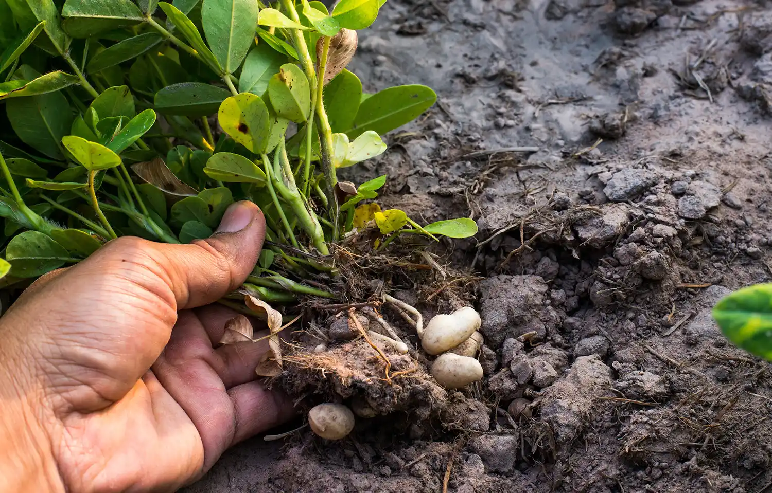 El cultivo de maní se expande en la provincia de Buenos Aires