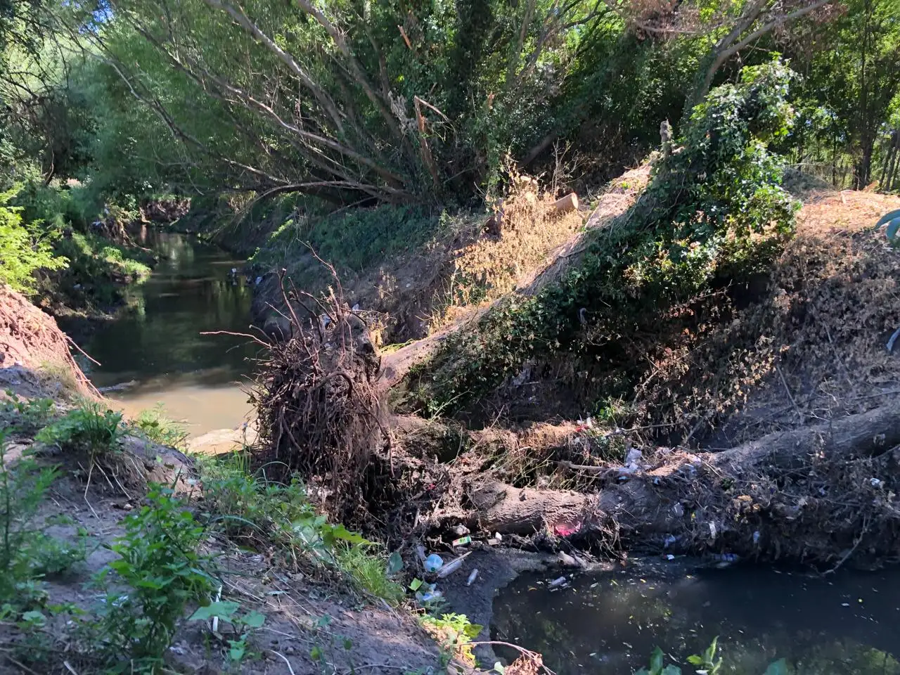 Un árbol enorme interrumpe el cauce del arroyo Langueyú.
