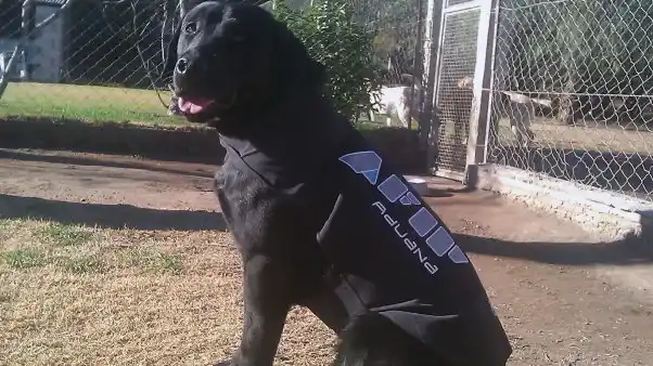 Un perro argentino buscará evasores en Cuba