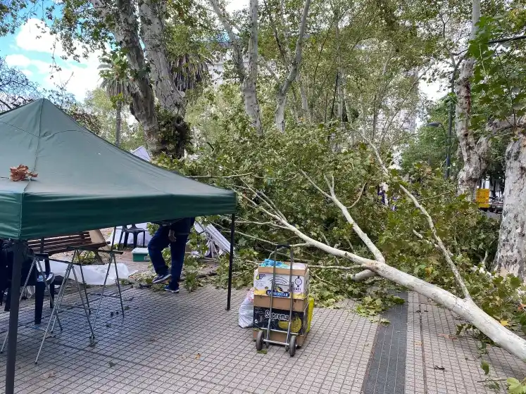 Consecuencias del fuerte viento: cayó un árbol en plaza San Martín y una persona resultó golpeada