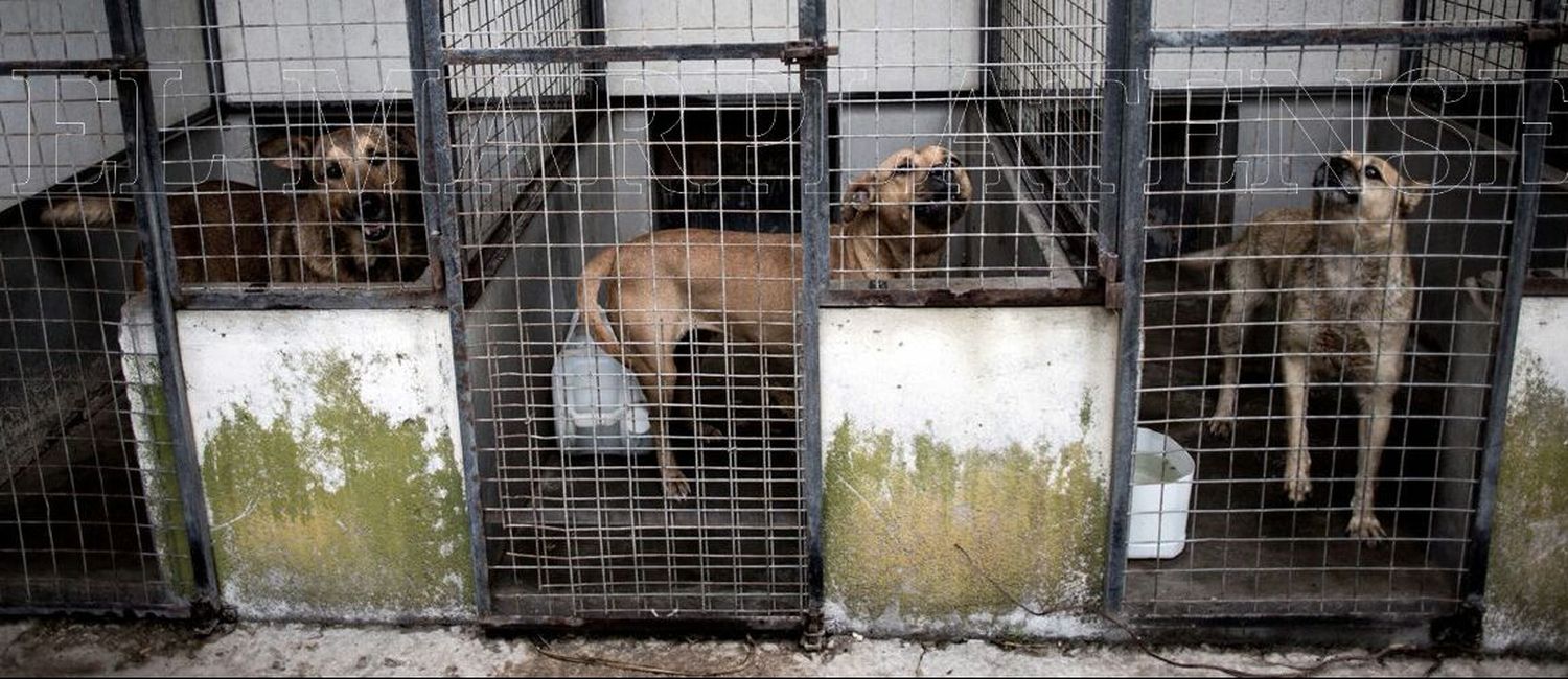 El Municipio reconoce una situación de "colapso" en el Centro de Zoonosis