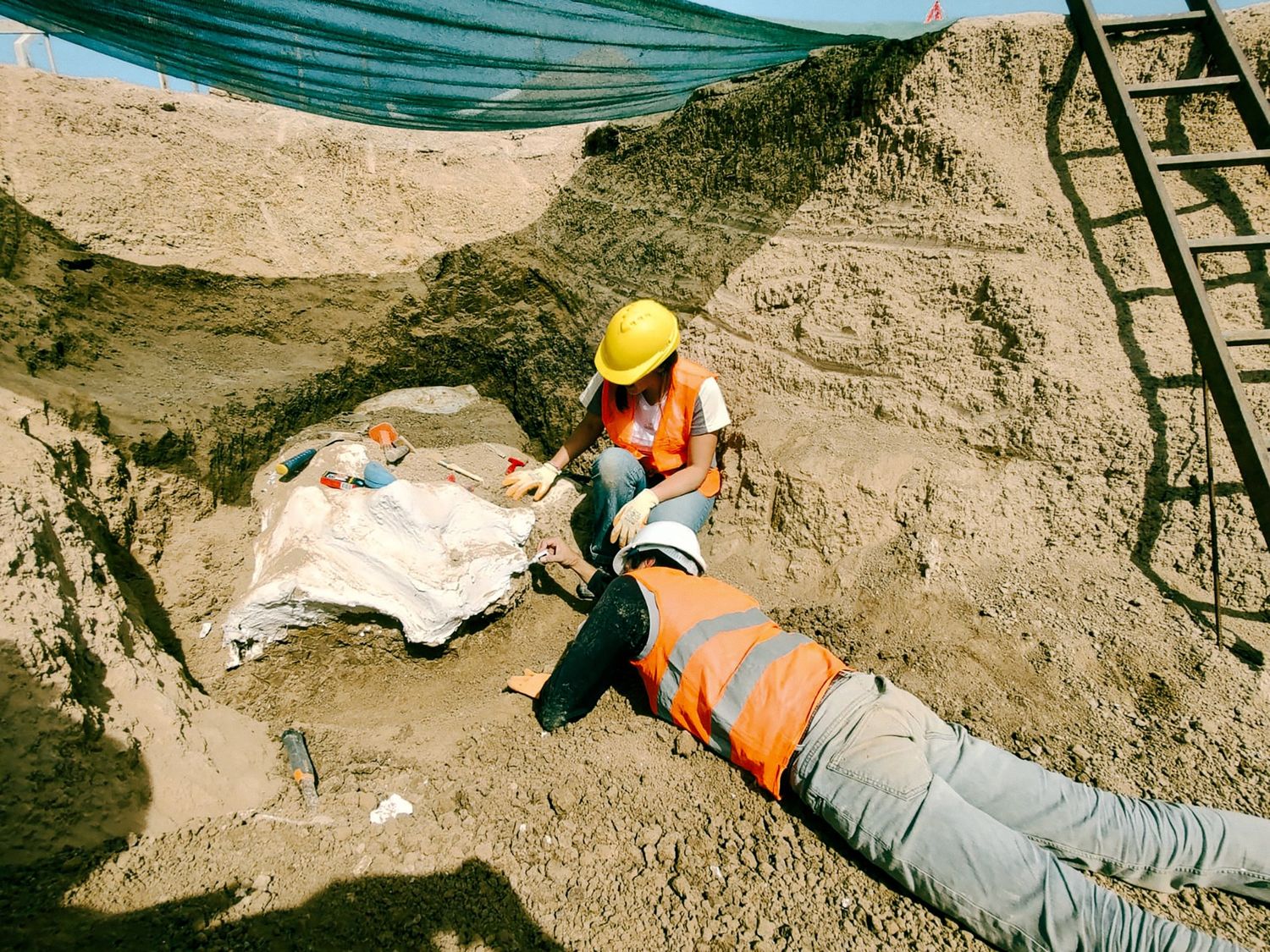 Esqueleto encontrado en el Parque Industrial: un Perezoso Terrestre Gigante de unos 50 mil años
