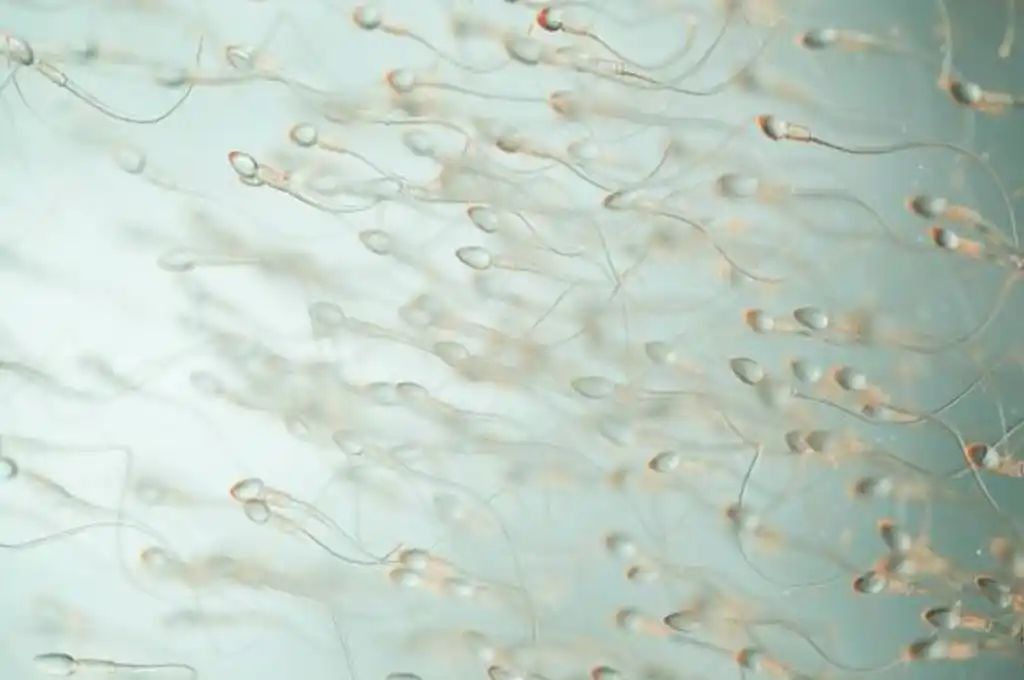 Crisis inminente: aseguran que la calidad del esperma en humanos ha caído a la mitad en los últimos 50 años