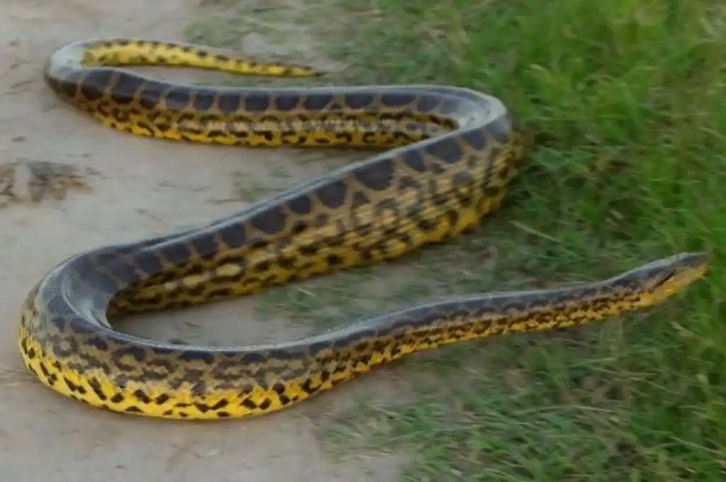 Una enorme anaconda amarilla aterró a los veraneantes de Entre Ríos
