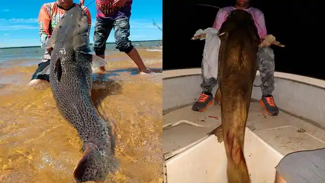 Pescaron un manguruyú de 80 kilos y un enorme surubí en el río Paraná