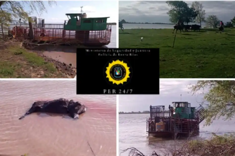 Recuperaron novillos que le habían sido robados al exsenador Hugo Lesca