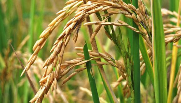 La provincia de Entre Ríos aporta el 30 % del área arrocera del país