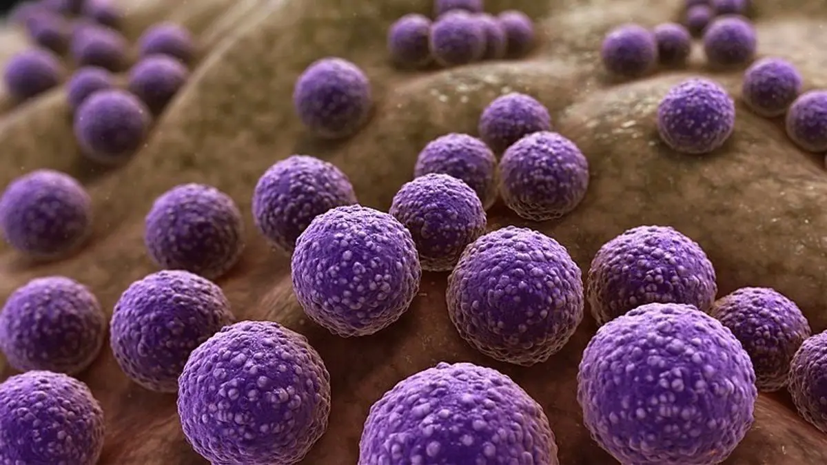 Bacterias que comen plástico