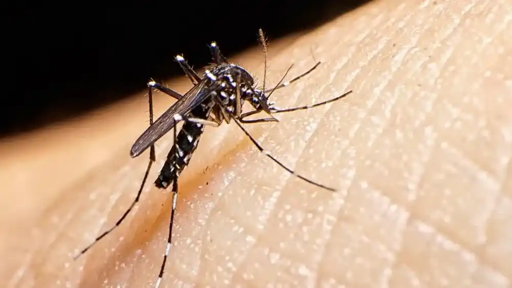 La fiebre chikungunya sigue en aumento en Argentina