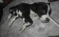 Mascotandil solicita colaboración para continuar con sus tareas de rescate animal
