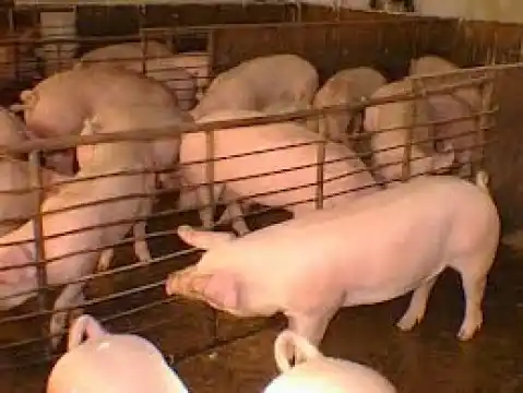 Analizan la situación de productores porcinos