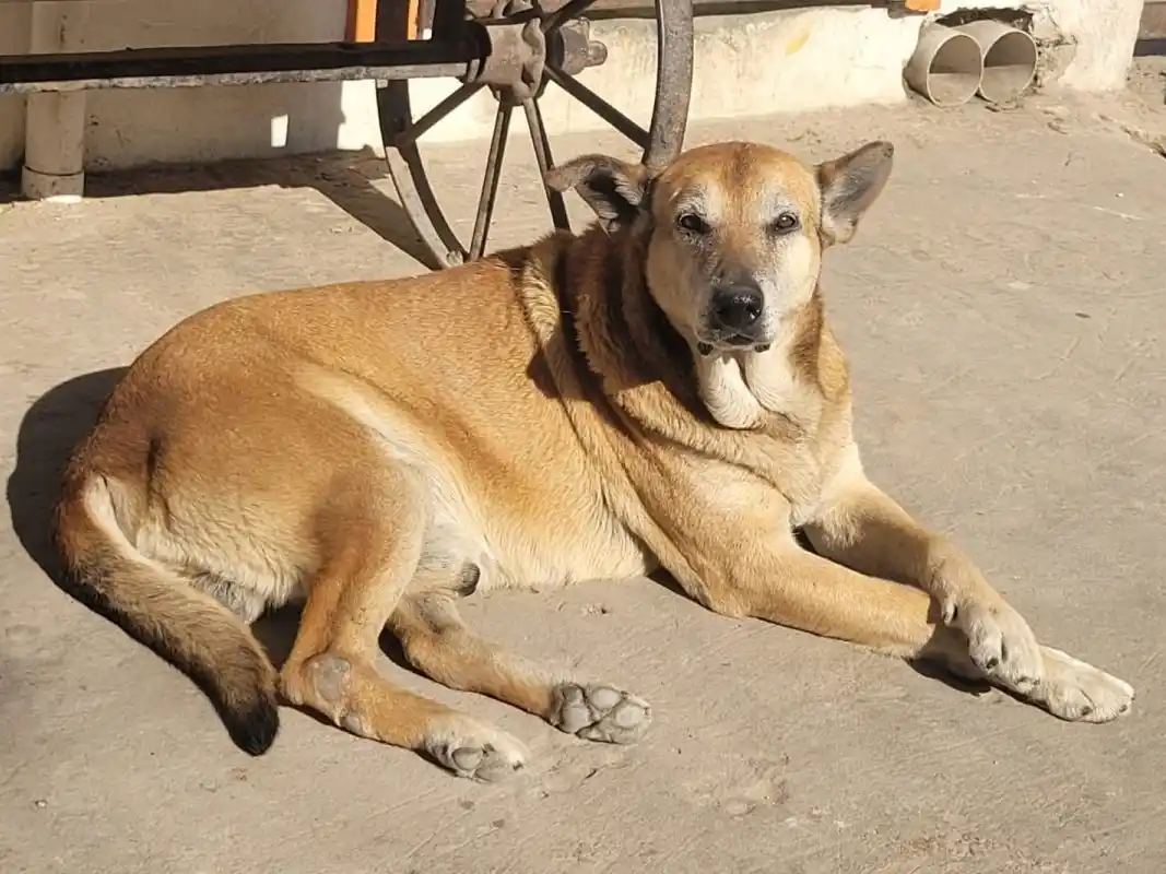 Brindan recomendaciones para cuidar a las mascotas durante las altas temperaturas