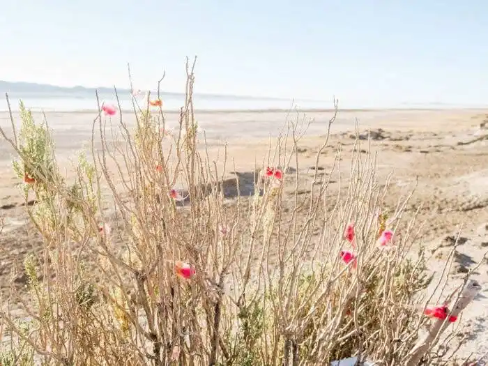 Está abierta la convocatoria 2023 a becas  del Programa El Hombre y la Biosfera