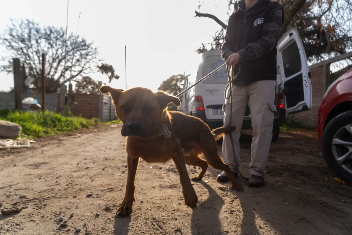 Tras su rescate, los perros recibieron atención clínica veterinaria y fueron trasladados a hogares de tránsito.